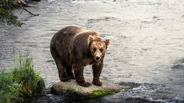 Comment organiser une expédition pour voir les ours bruns en Alaska ?