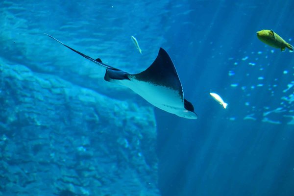 Quelles sont les meilleures destinations pour une plongée avec les requins blancs en Afrique du Sud?